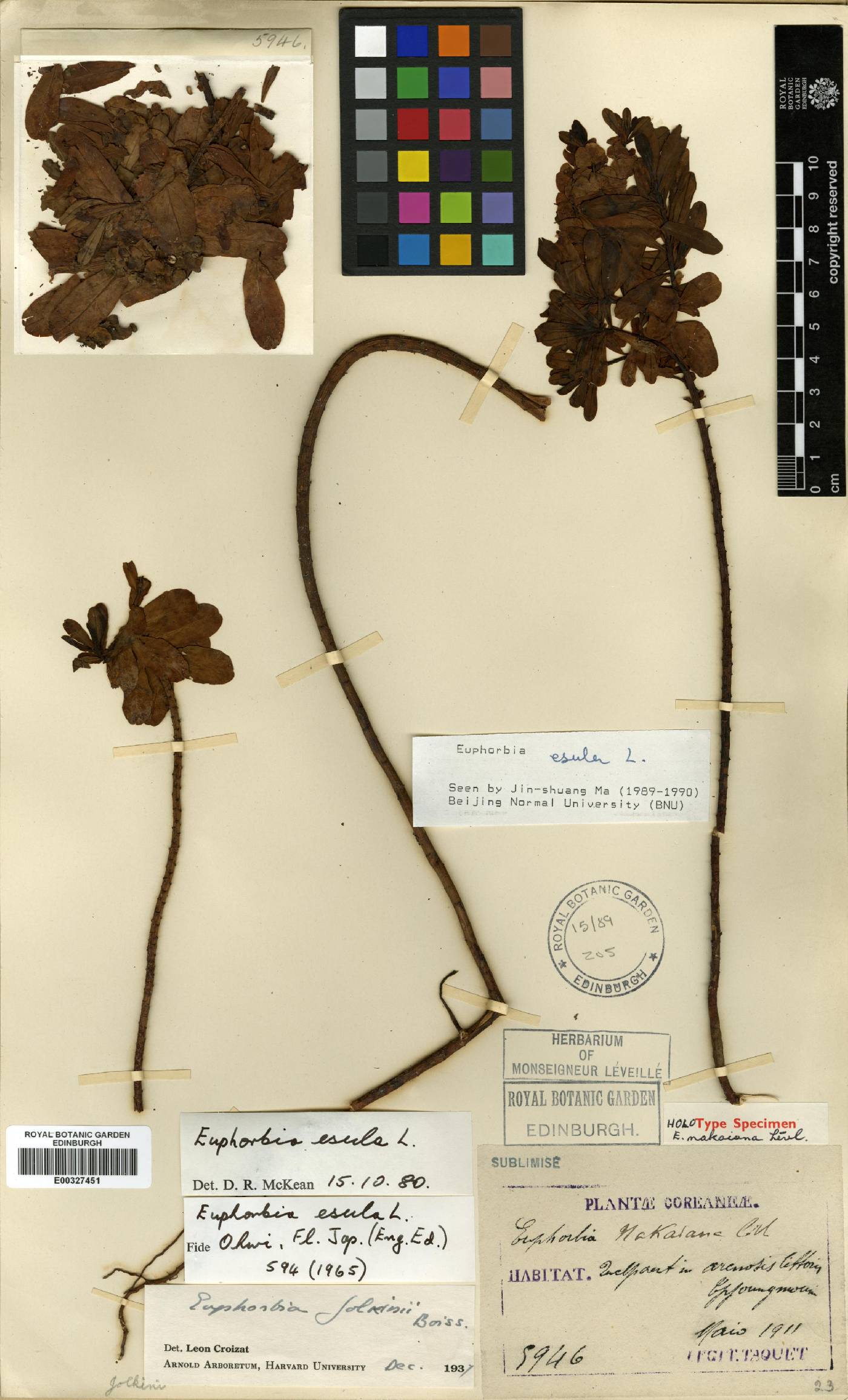 Euphorbia esula image
