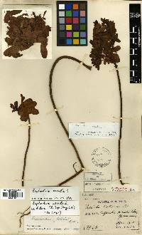 Euphorbia esula image