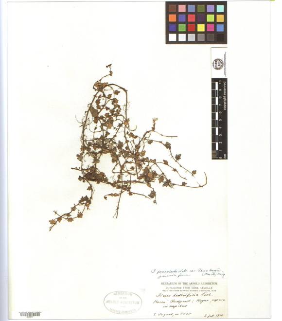 Ficus sarmentosa image