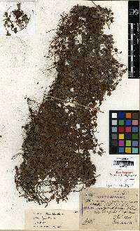 Ficus sarmentosa image