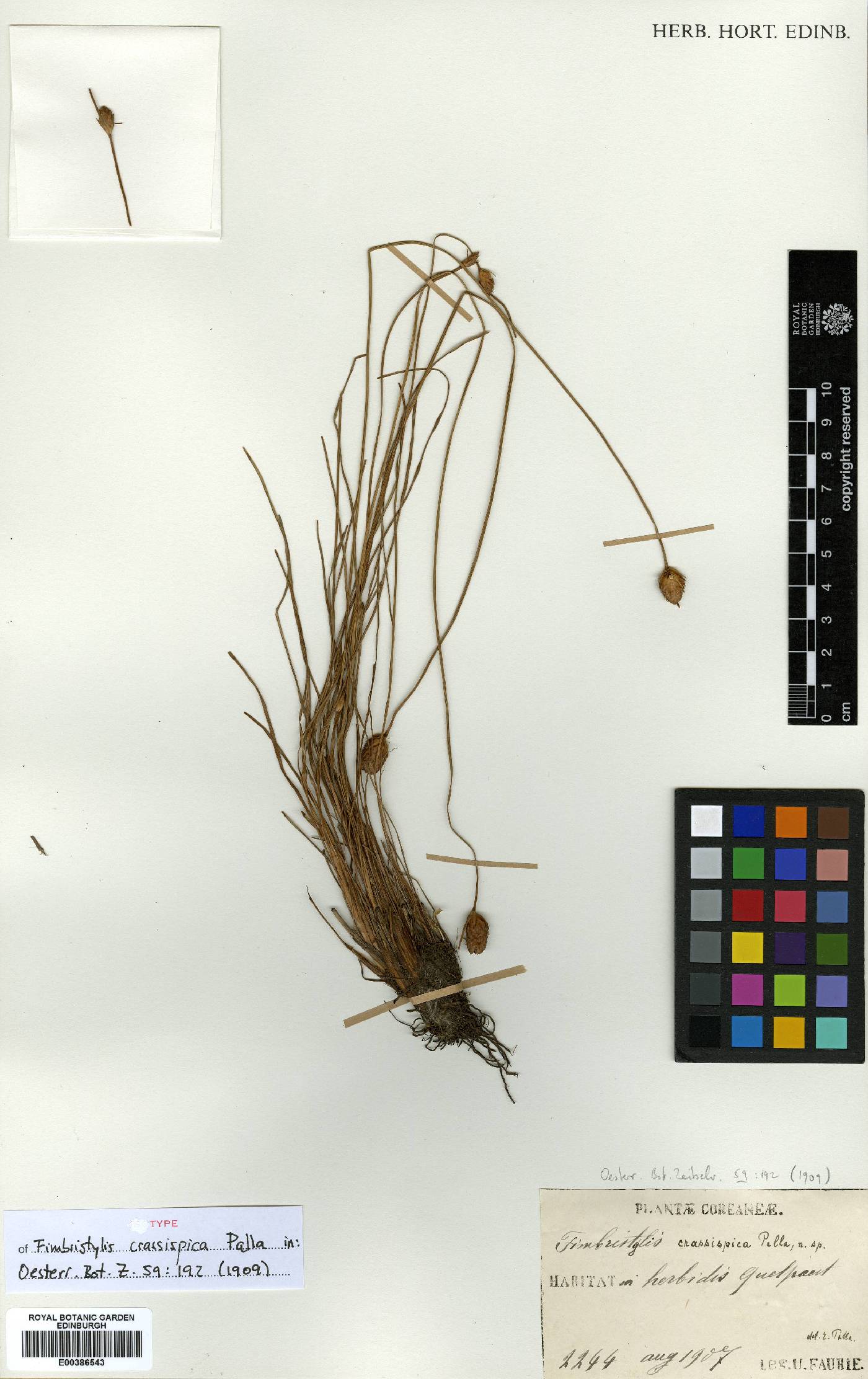 Fimbristylis tristachya var. subbispicata image