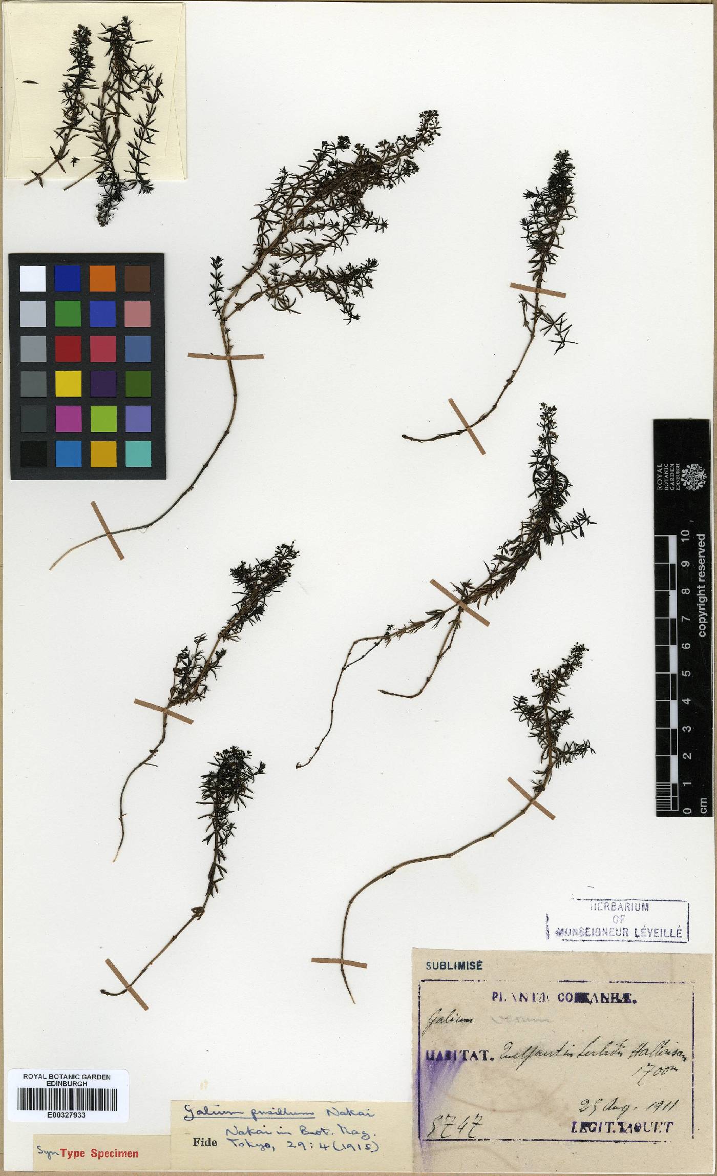 Galium verum image