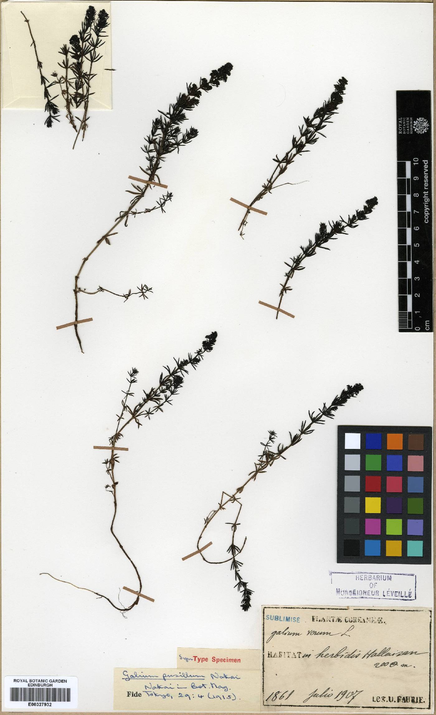 Galium verum image