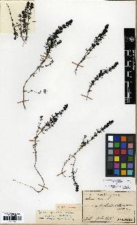 Galium verum image