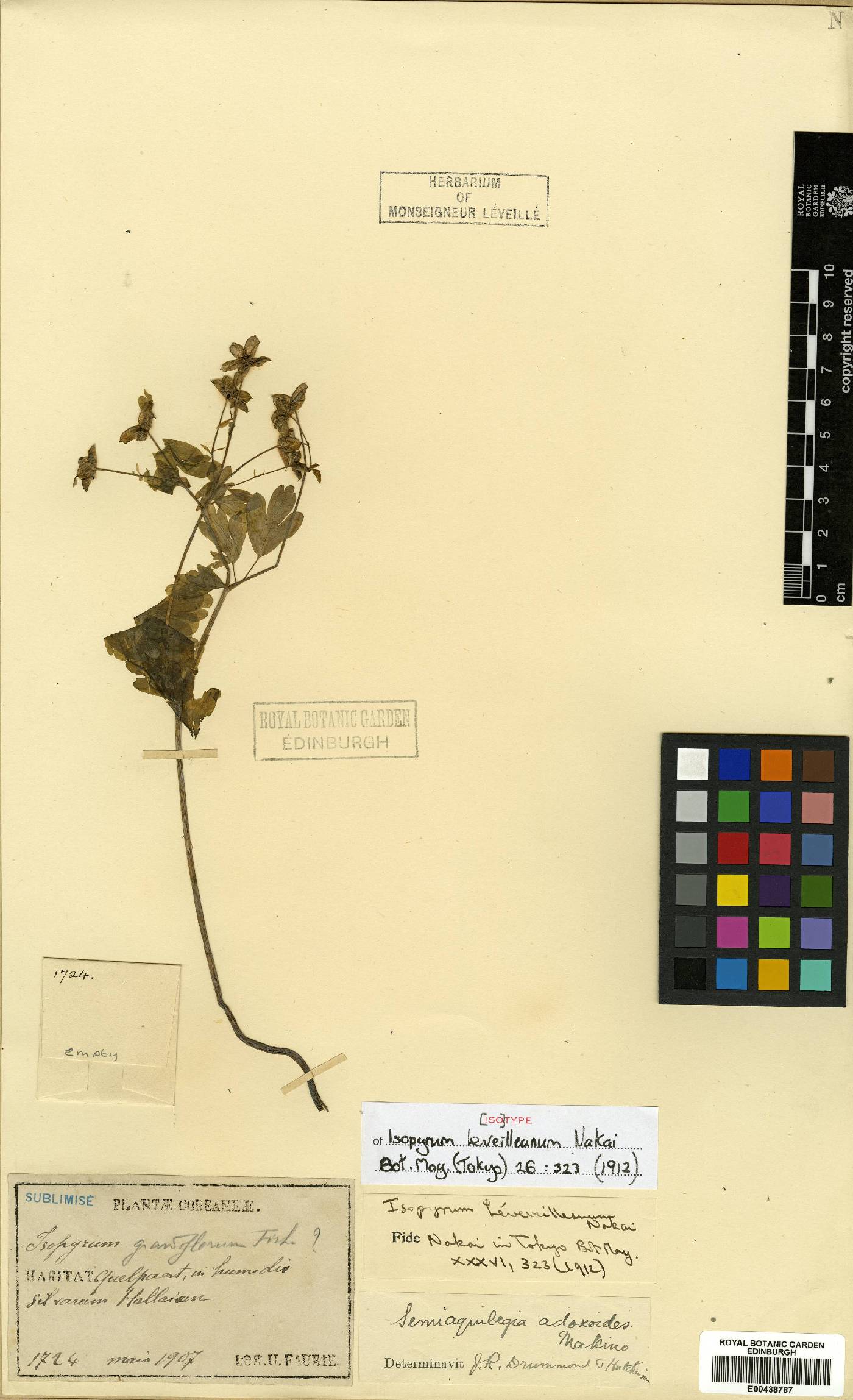 Semiaquilegia adoxoides image