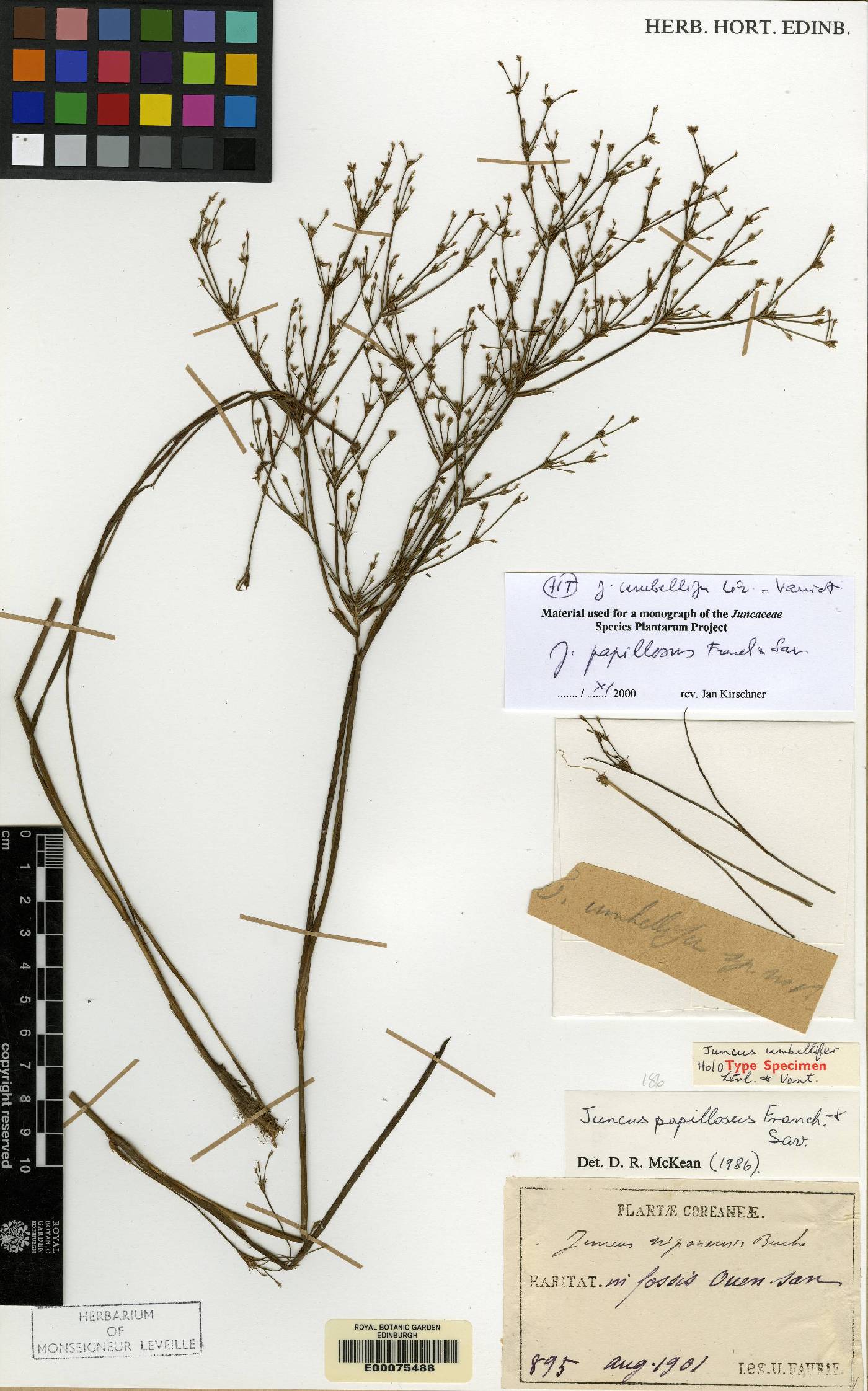 Juncus papillosus image