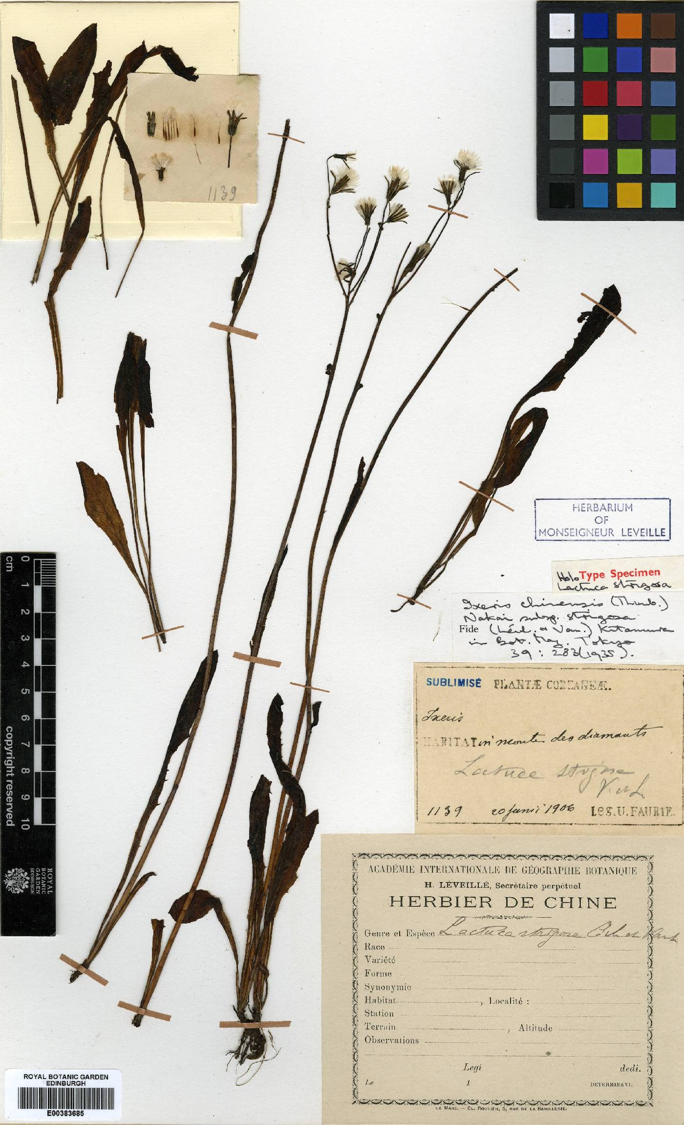 Ixeris chinensis image