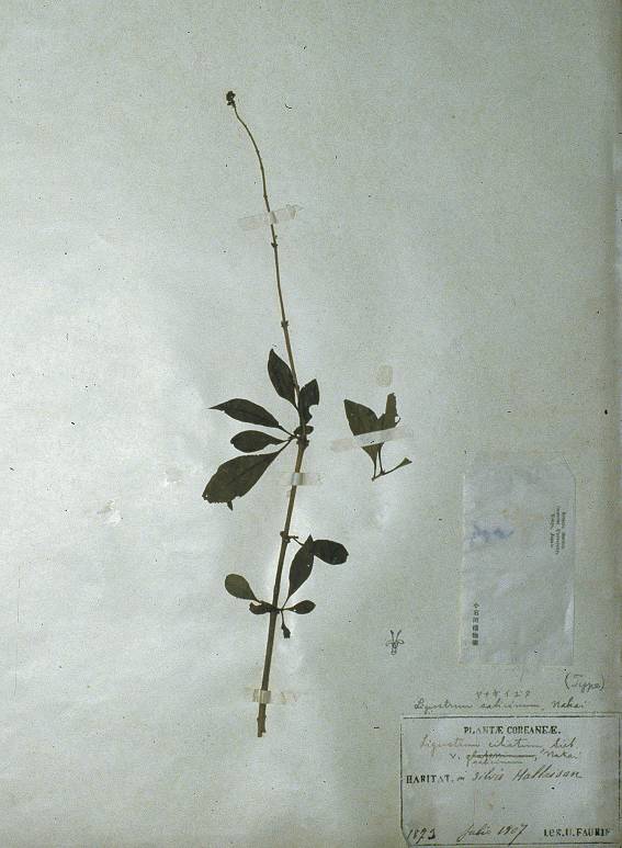 Ligustrum salicinum image
