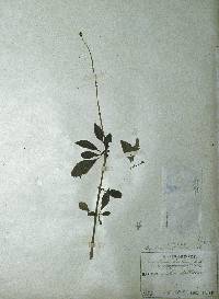 Ligustrum salicinum image