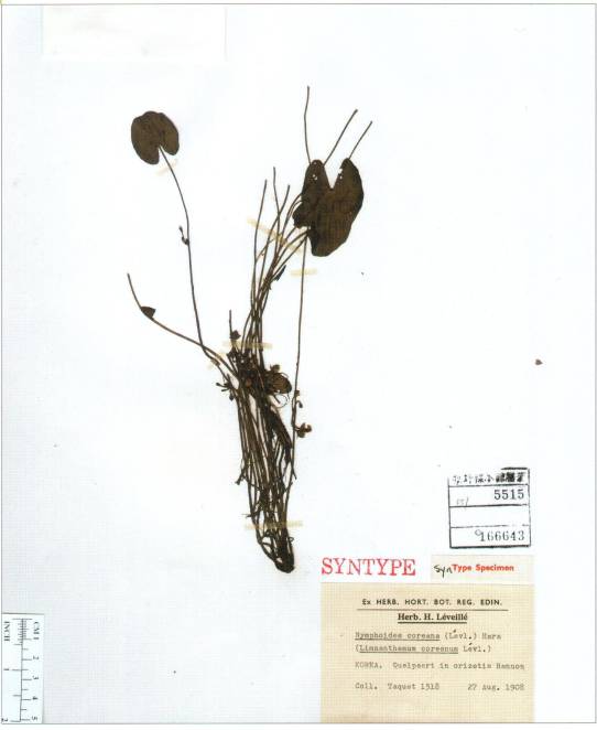 Menyanthaceae image