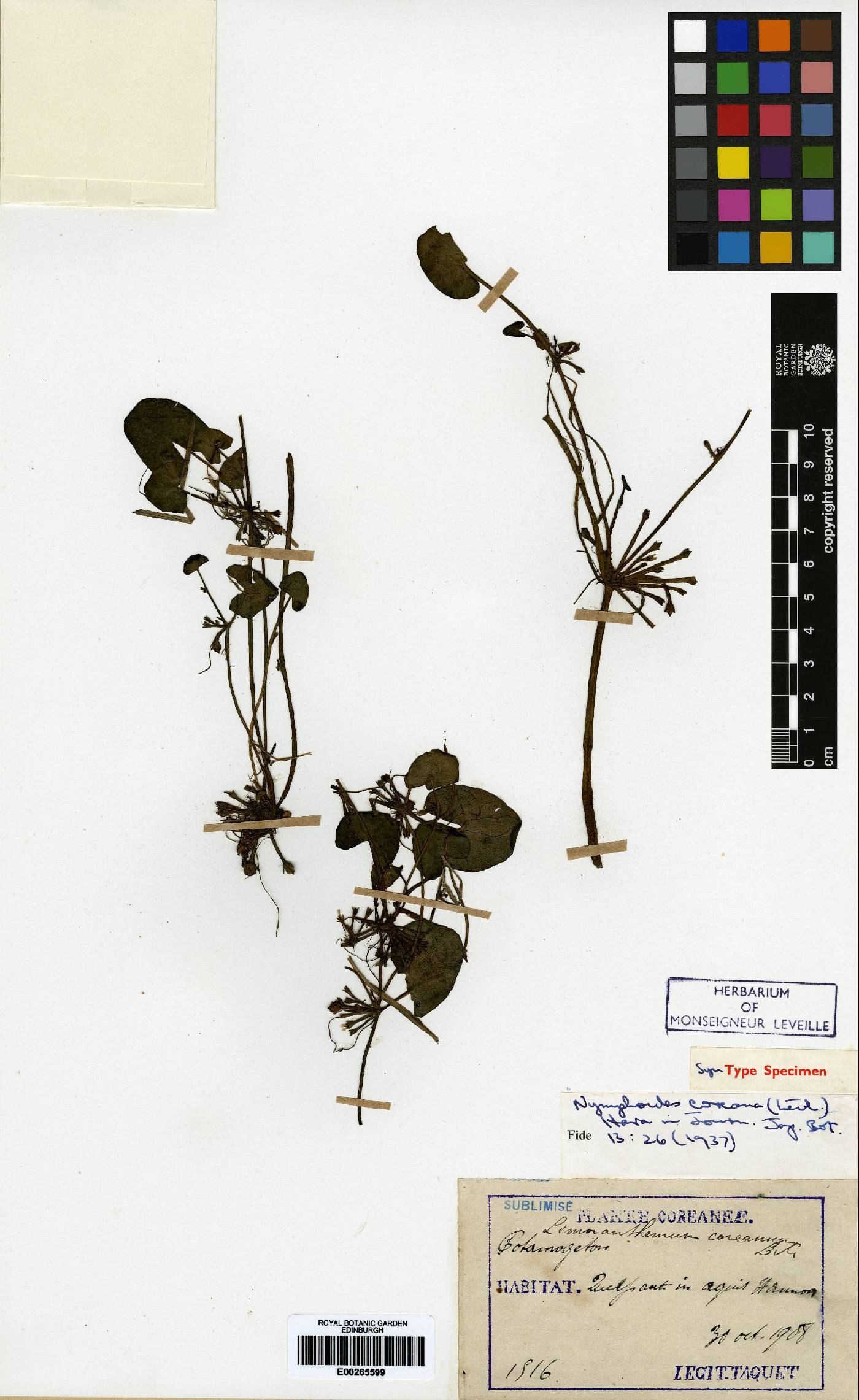 Nymphoides coreana image
