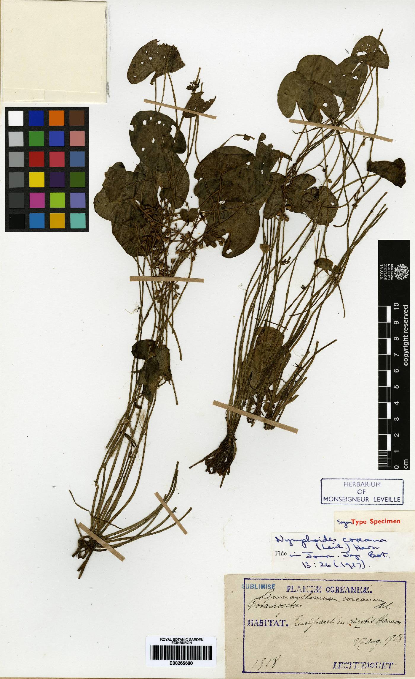 Nymphoides coreana image