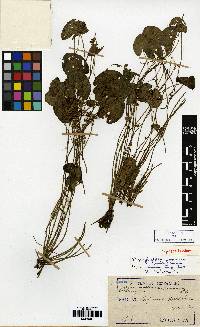 Nymphoides coreana image