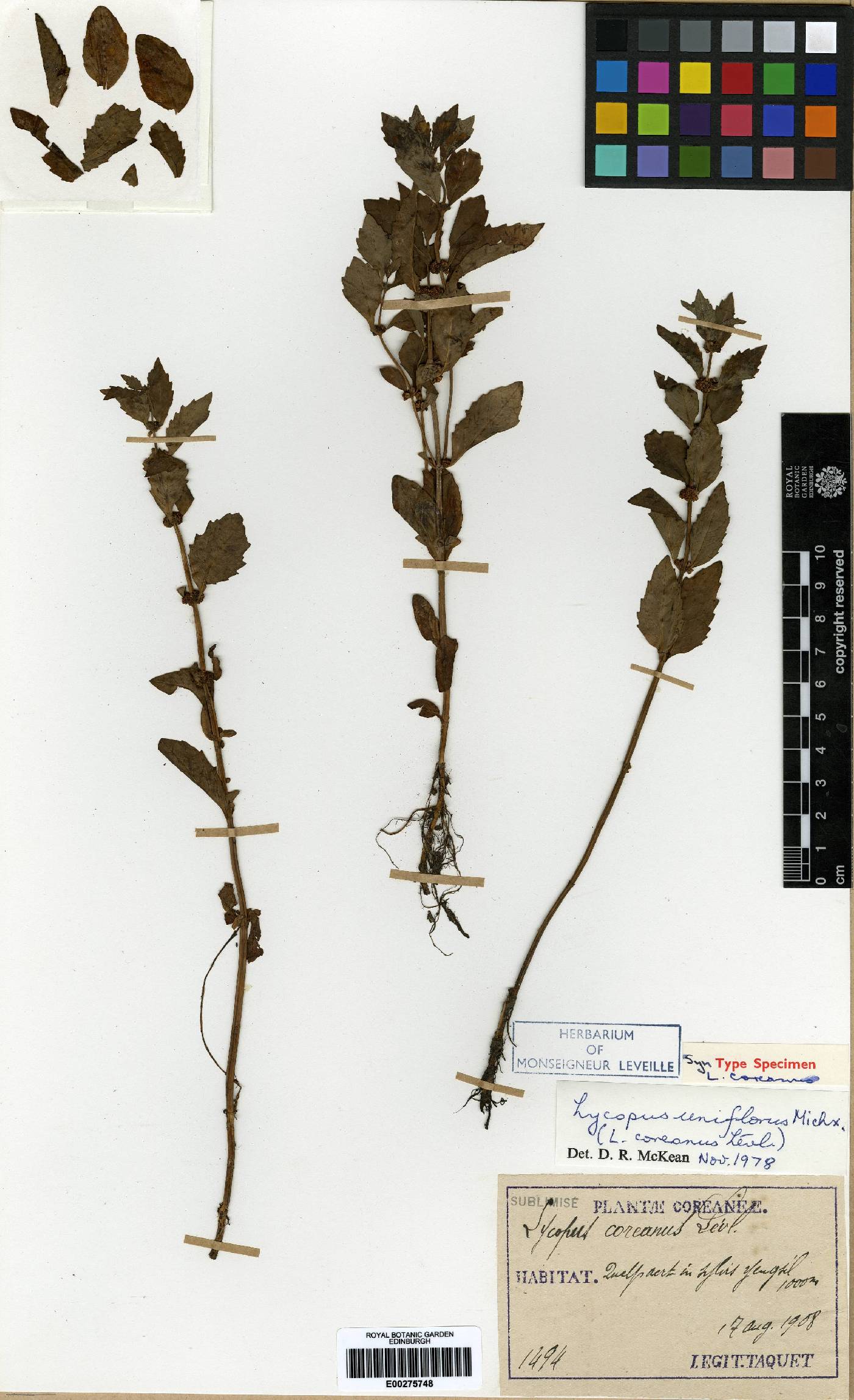 Lycopus uniflorus image