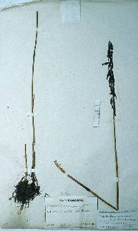 Oreorchis patens image
