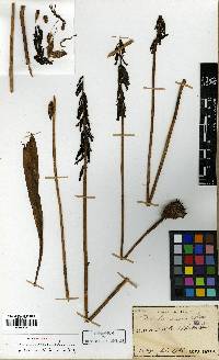 Oreorchis patens image