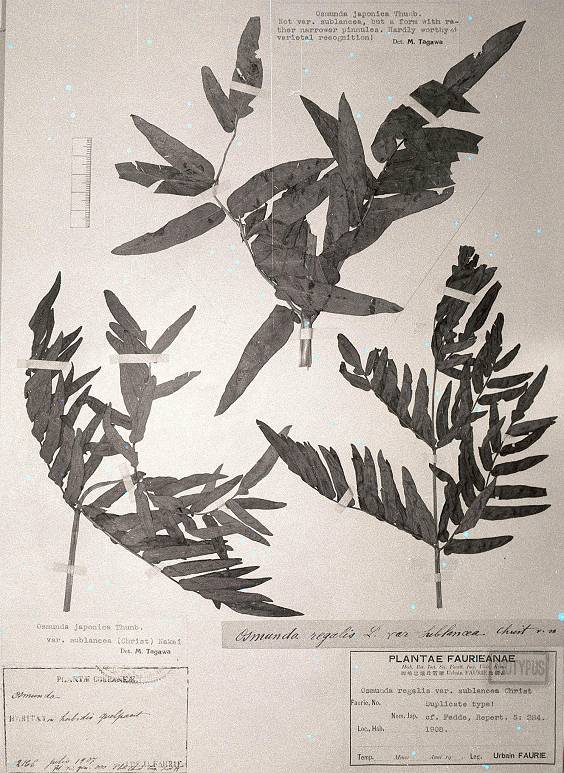 Osmundaceae image