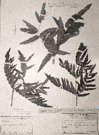 Image of Osmunda japonica