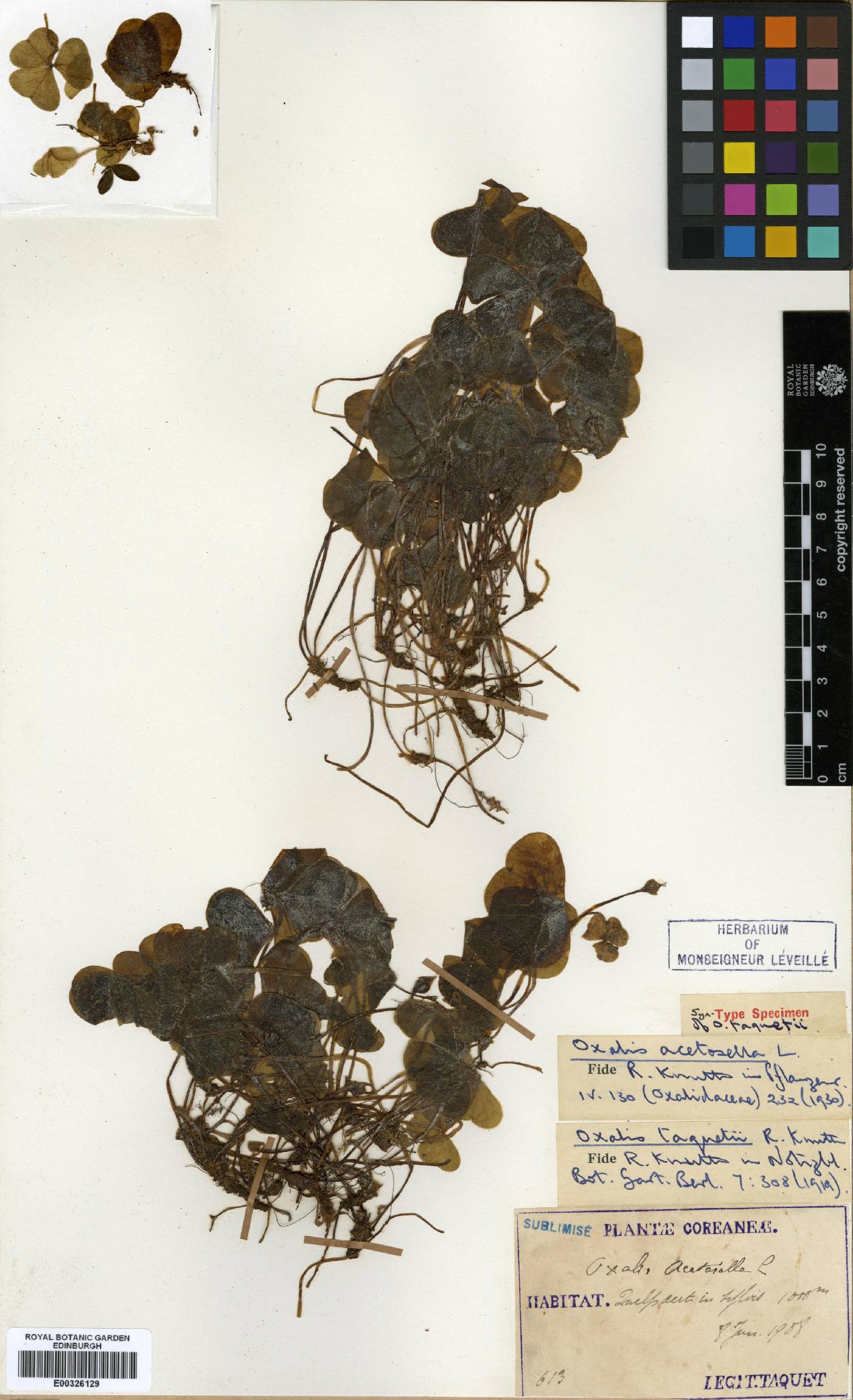 Oxalis acetosella image