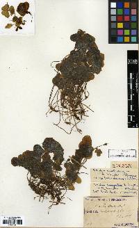 Oxalis acetosella image
