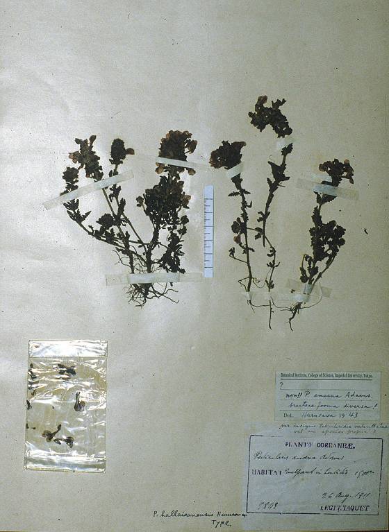 Pedicularis verticillata image