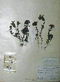 Pedicularis verticillata image