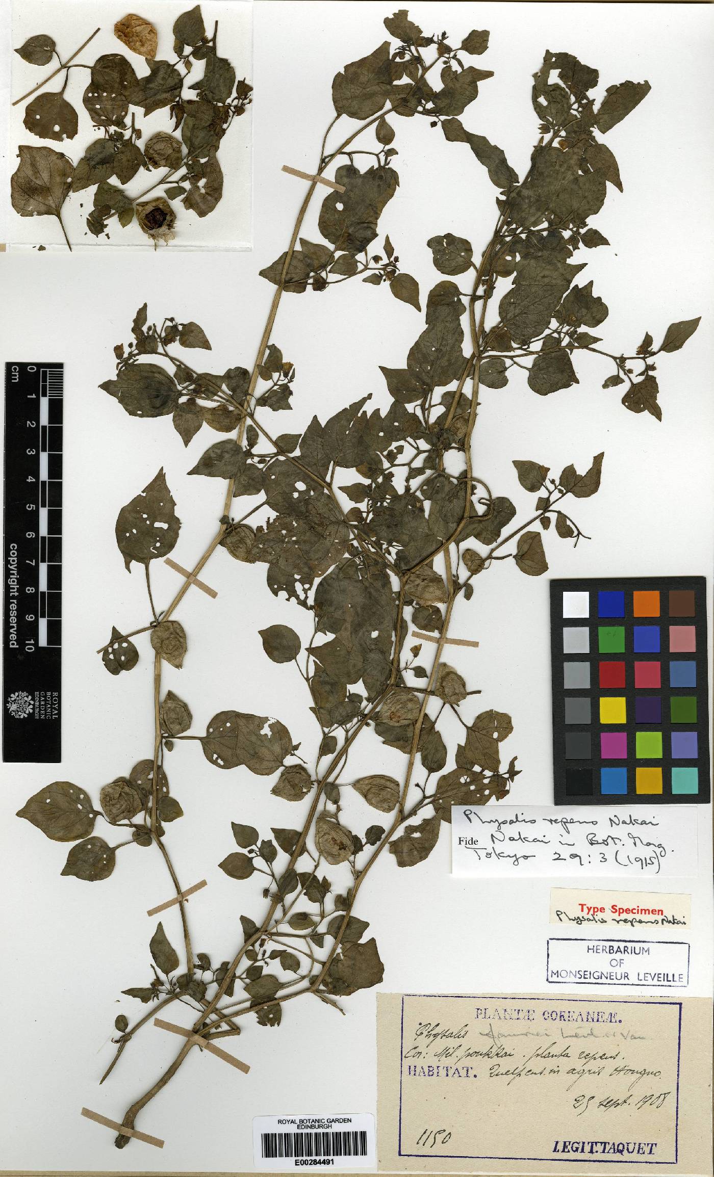 Physalis image