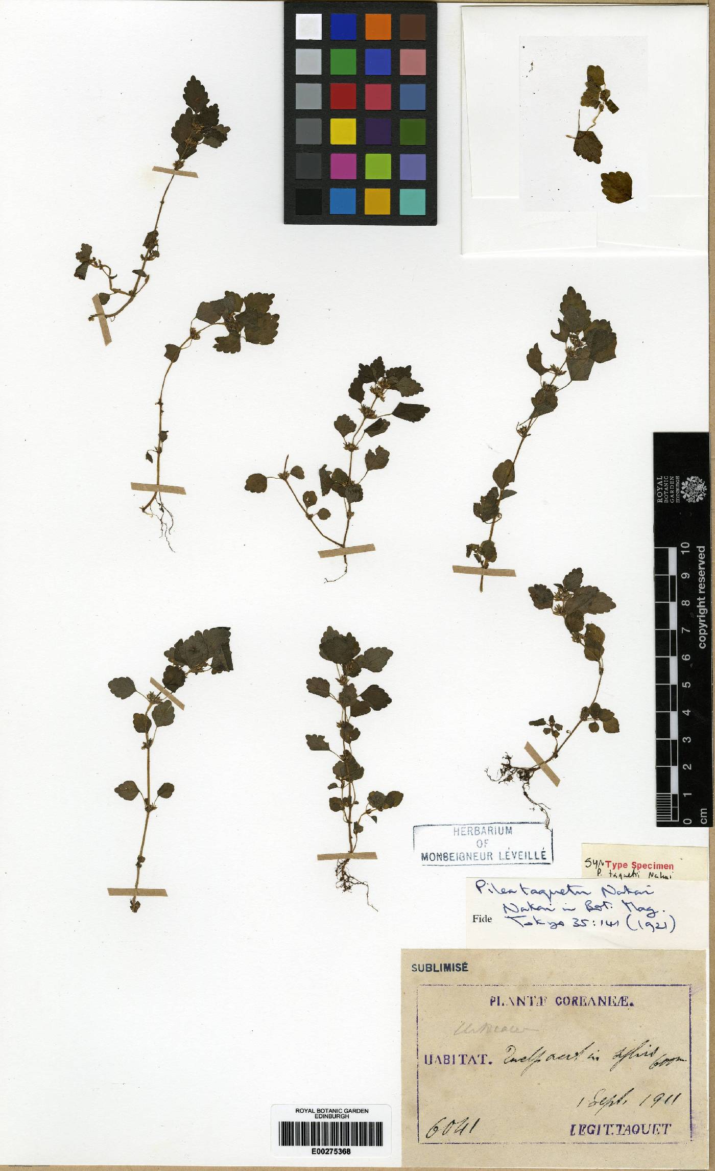 Pilea hamaoi image