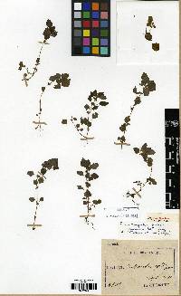 Pilea hamaoi image