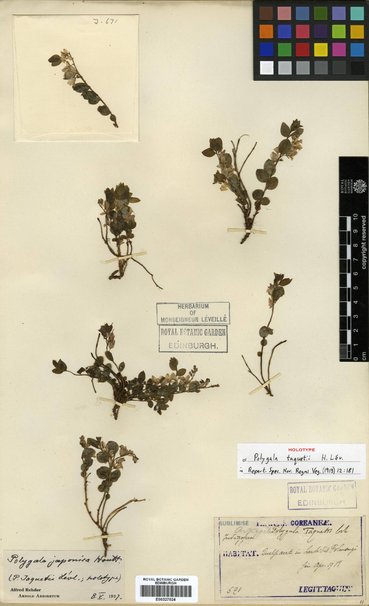 Polygala japonica image