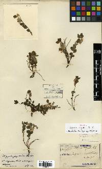 Image of Polygala japonica