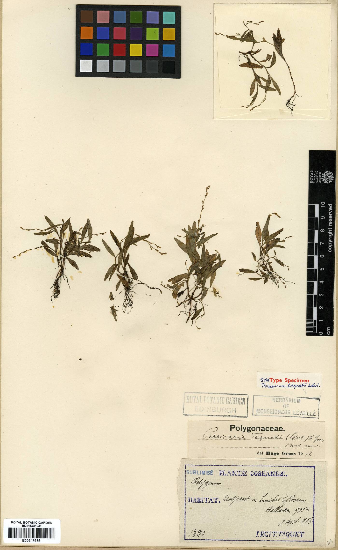 Persicaria taquetii image