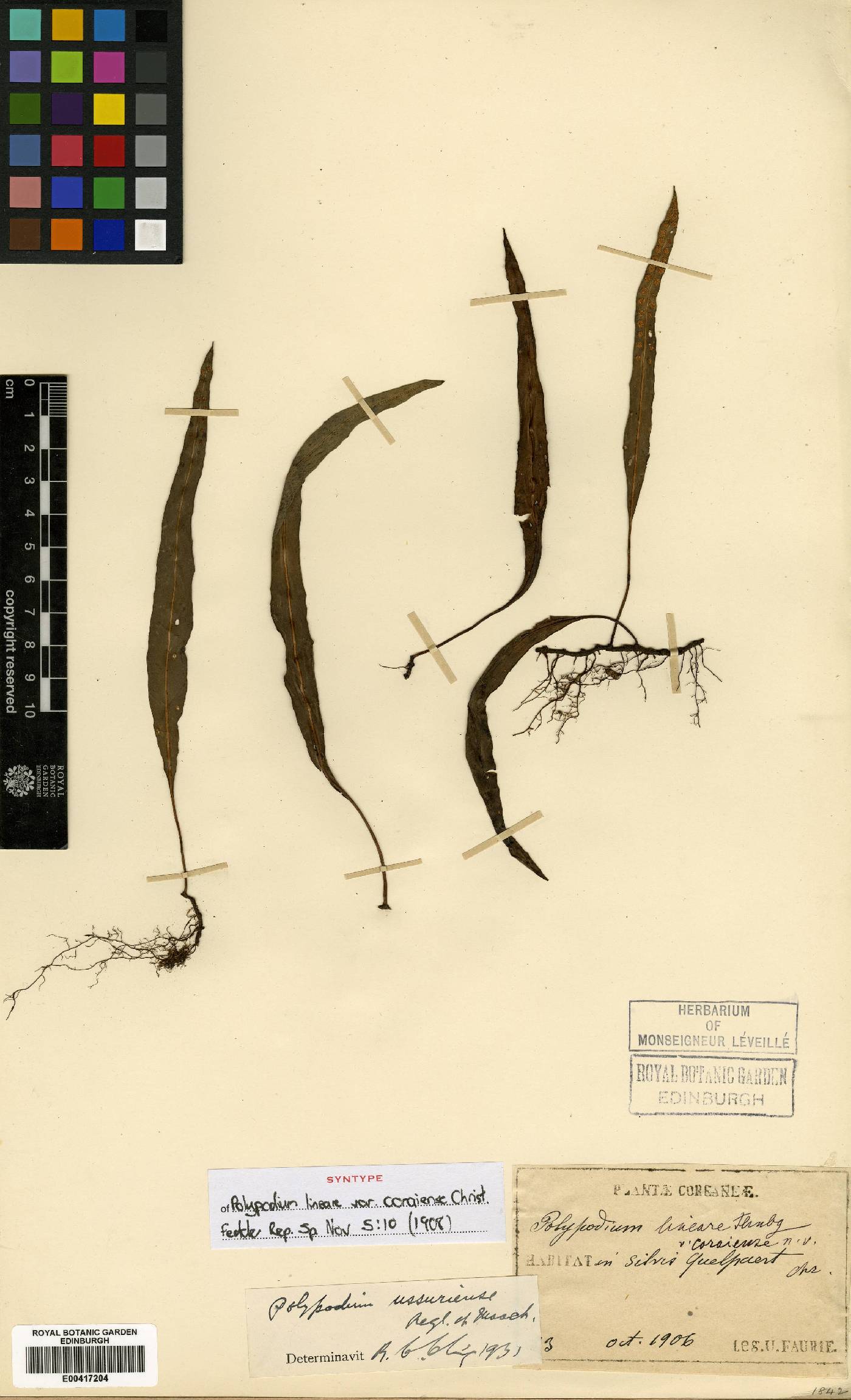 Loxogramme salicifolia image
