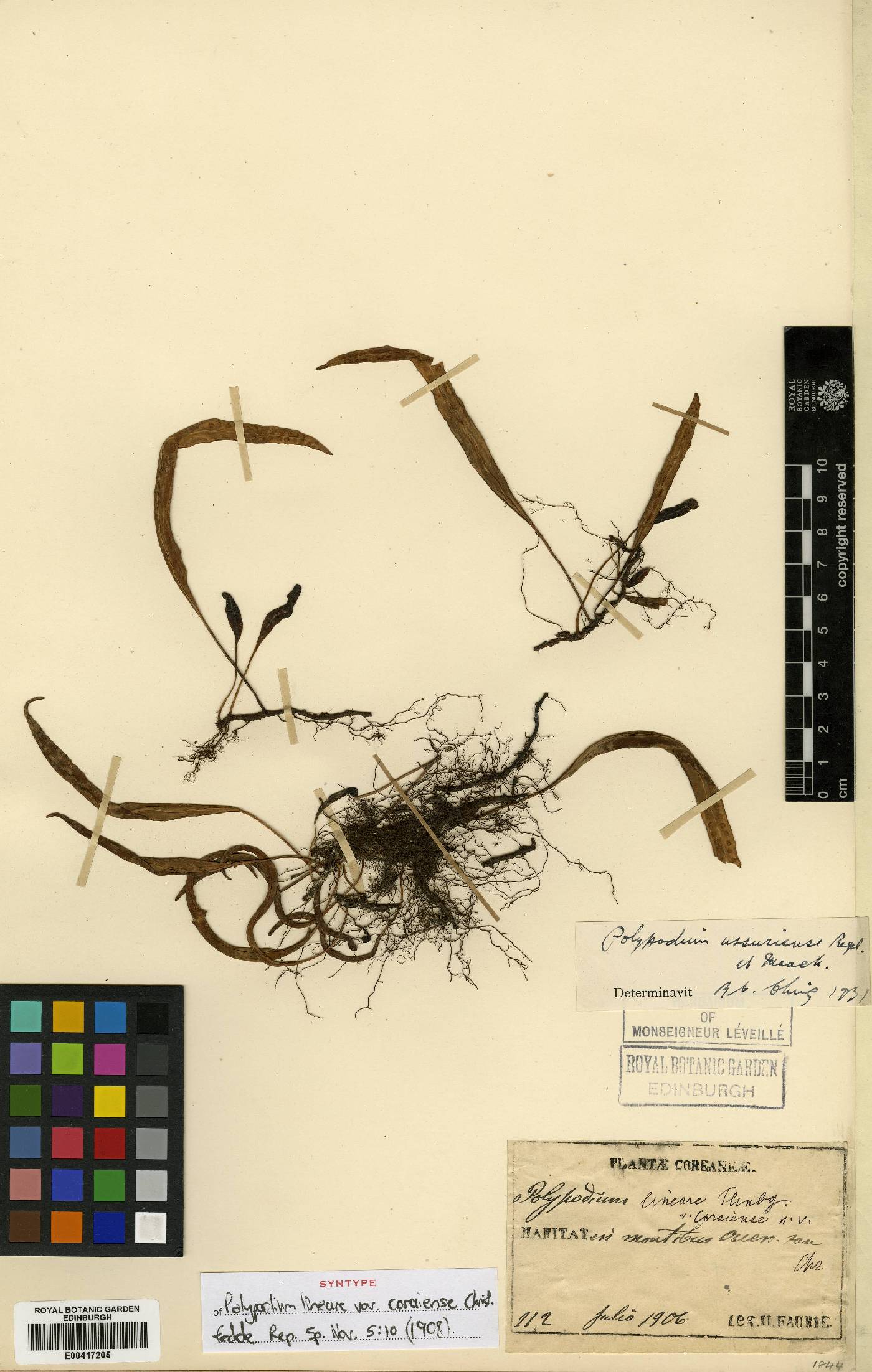Lepisorus image