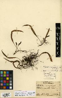 Lepisorus thunbergianus image