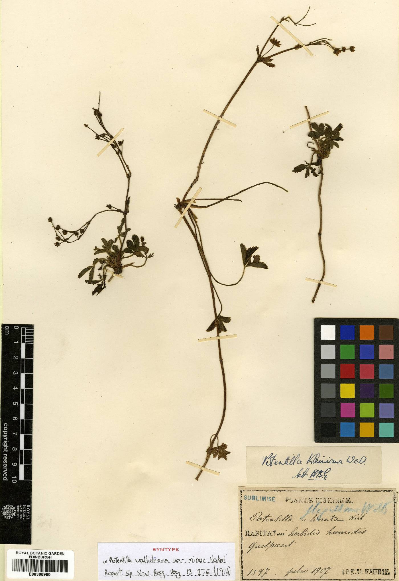 Potentilla kleiniana image