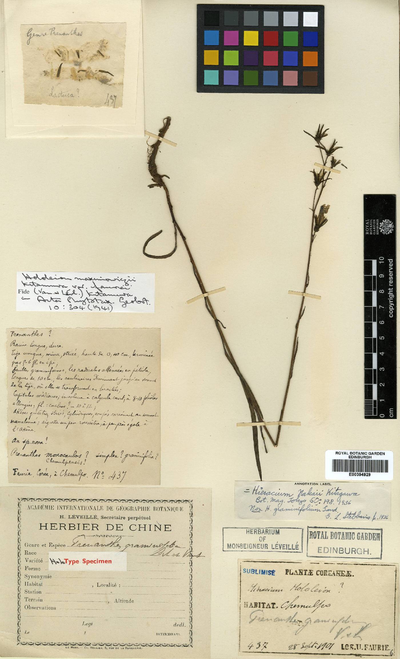 Senecio wightii image