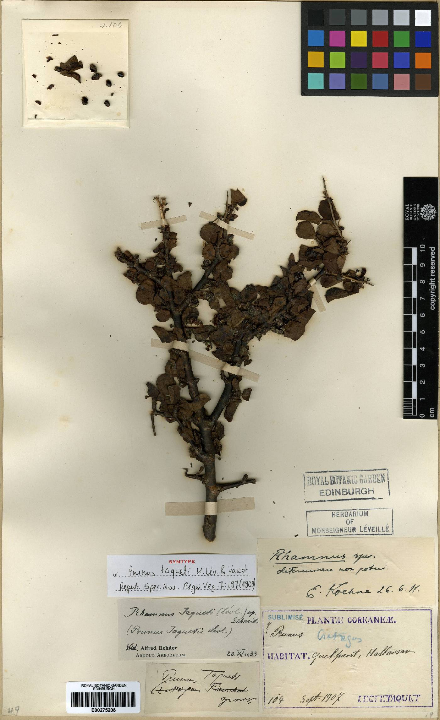Rhamnus taquetii image