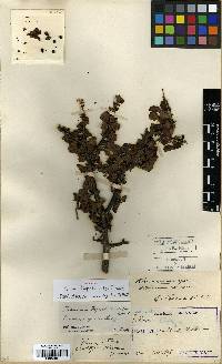 Rhamnus taquetii image