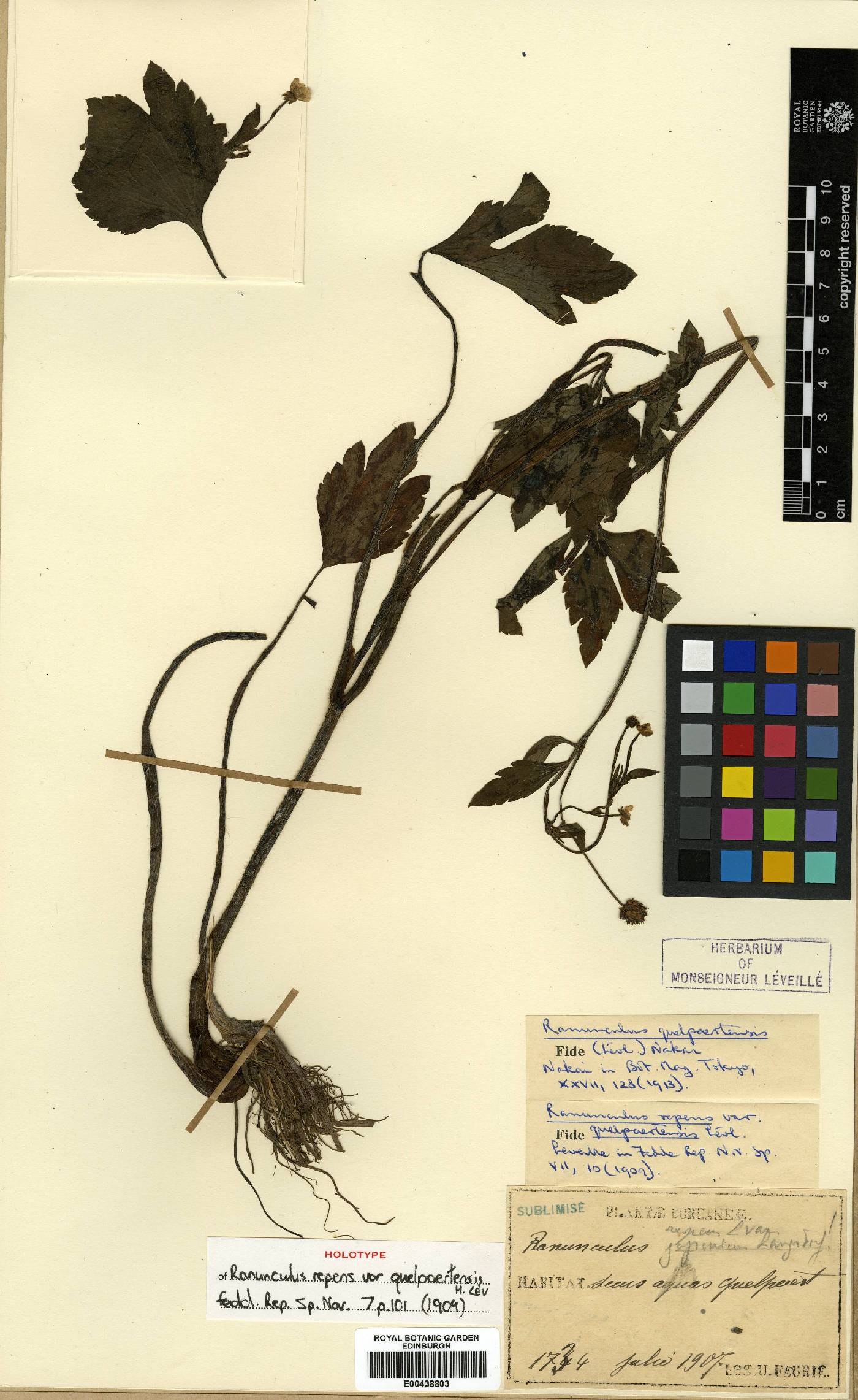 Ranunculus silerifolius image