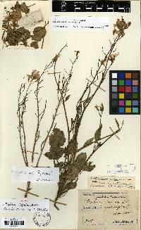 Raphanus raphanistrum image