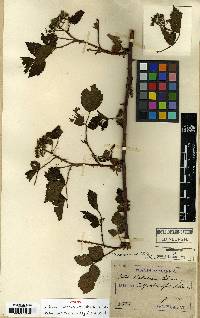 Rubus coreanus image