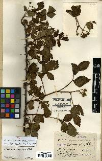 Rubus coreanus image