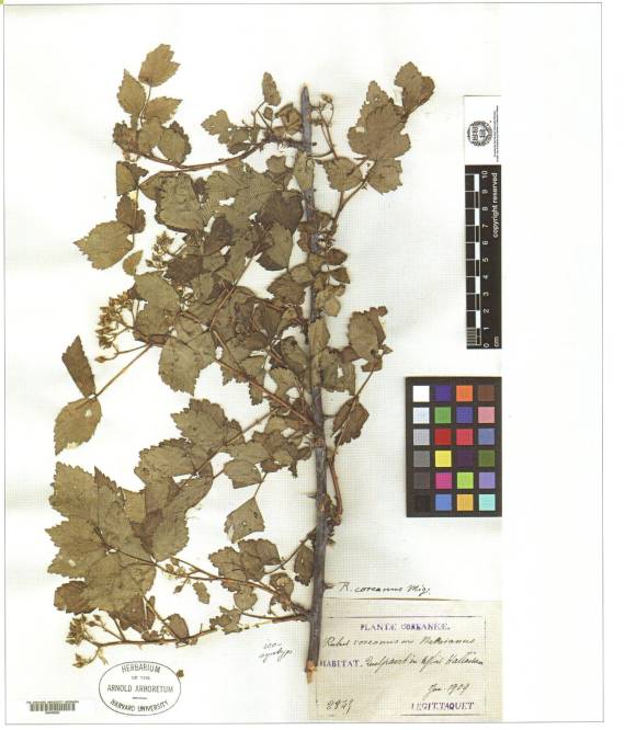 Rubus crataegifolius image