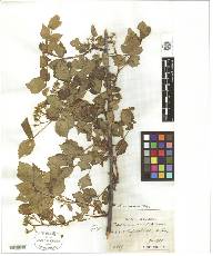 Rubus crataegifolius image
