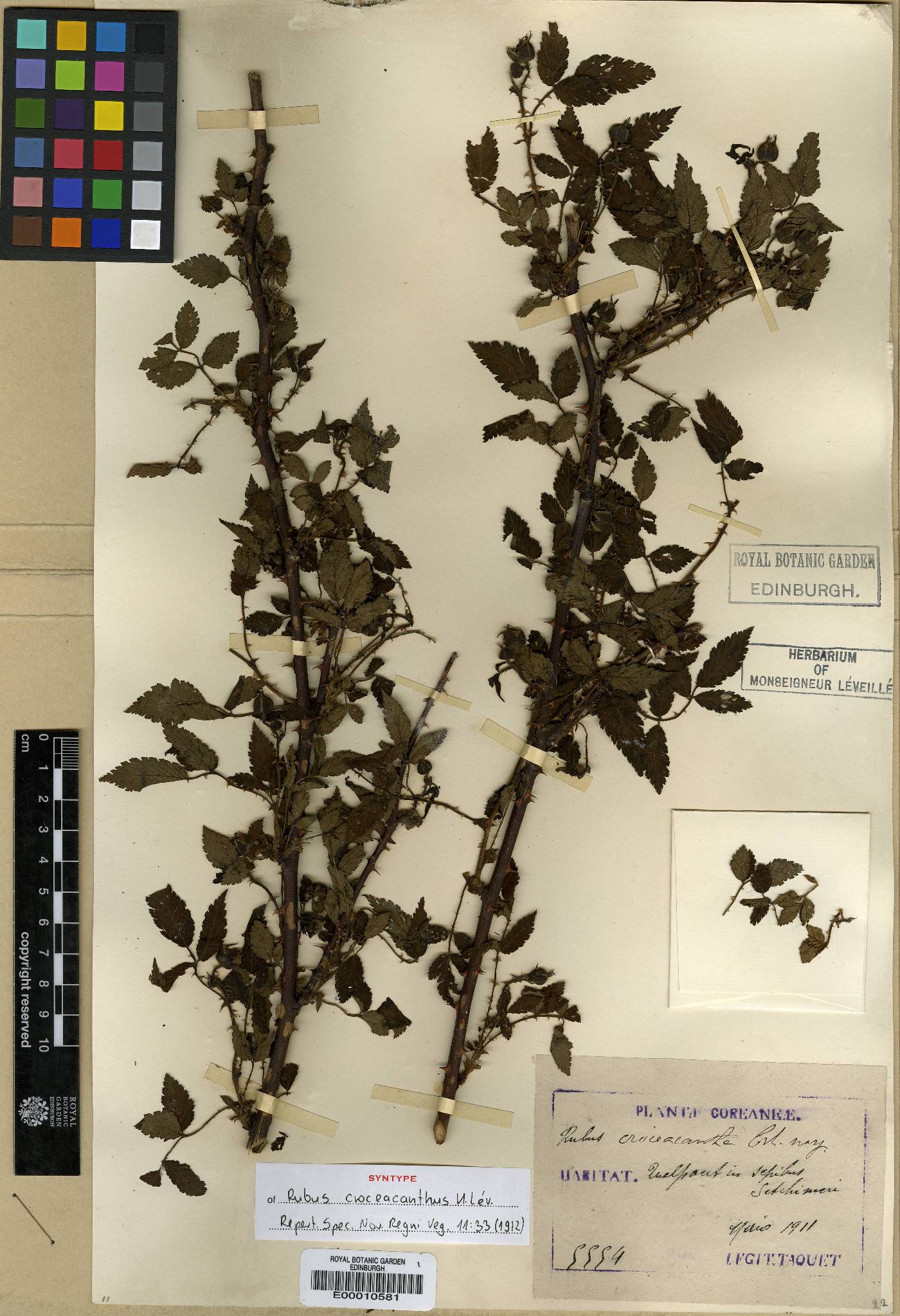 Rubus croceacanthus image