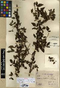 Rubus croceacanthus image