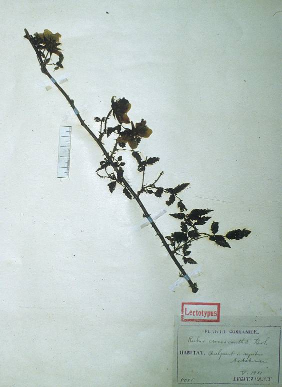 Rubus croceacanthus image