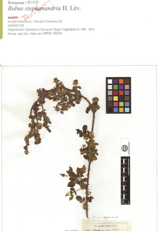 Rubus hirsutus image