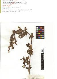 Rubus hirsutus image